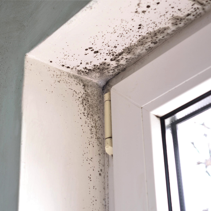 Awaab’s Law Comes Into Effect: How Will It Impact Housing Standards?